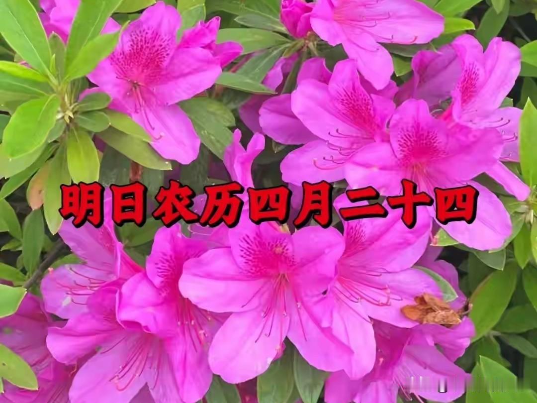 明日四月二十四，牢记：1静心、2不做、3要做、4要吃明天是农历四月二十四，