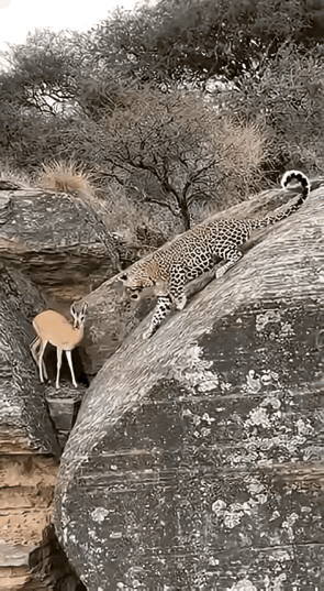 大自然是很神奇的，那个动物有它的作用。