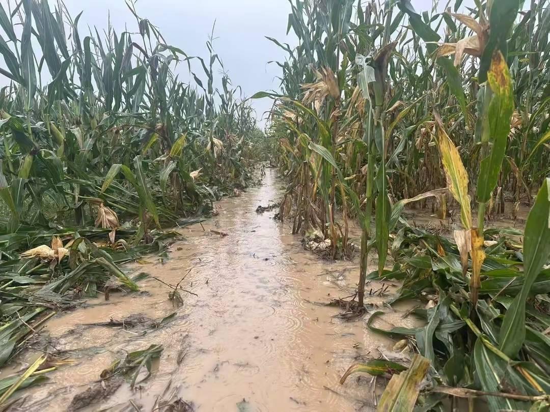 河南秋收季遭遇连续阴雨，玉米地积水成涝，收割机开不进田，不少农户全家蹚水抢收，连