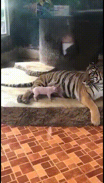 大概率是被扔进去喂老虎的可怜猪仔肚子饿了还想找妈妈吃奶