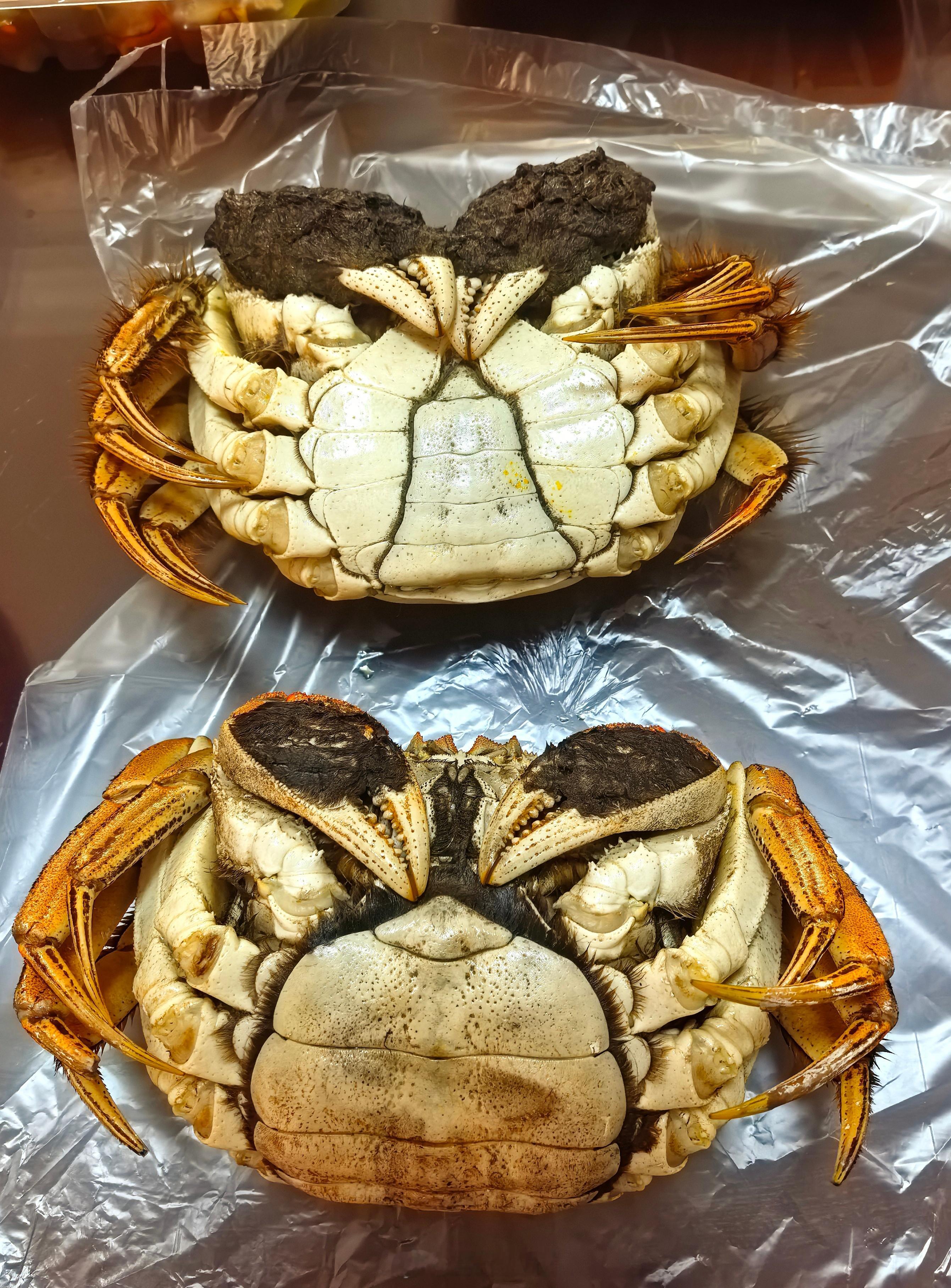 今天吃螃蟹🦀一个洪泽湖的，一个阳澄湖的…很难区分了吧