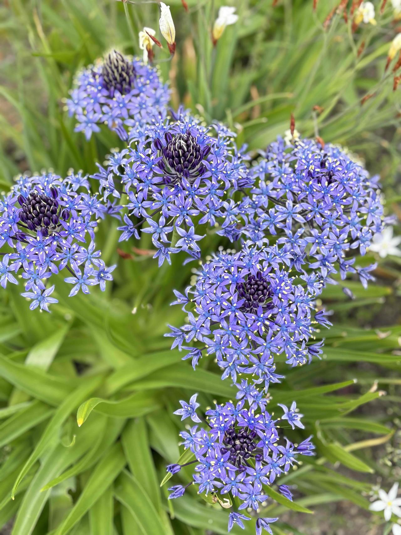 1.第一张图：秘鲁绵枣儿•特征：最引人注目的是它巨大的星状花簇。深紫色的