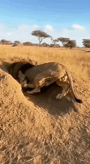 差点没把铃铛给挑了！[捂脸哭][捂脸哭][捂脸哭]