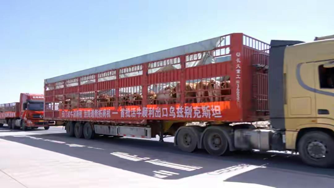 邻国草原那么大，乌兹别克斯坦为啥偏偏认准中国牛？这事真没那么简单！甘肃玉门10