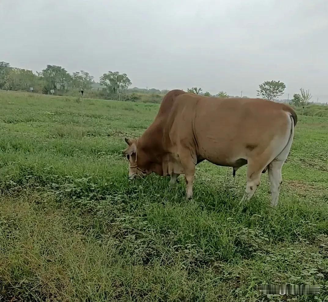 甘肃男子承包300亩地种芹菜，却因牛羊频繁啃食而走上绝路——一场因“剧毒农药”引