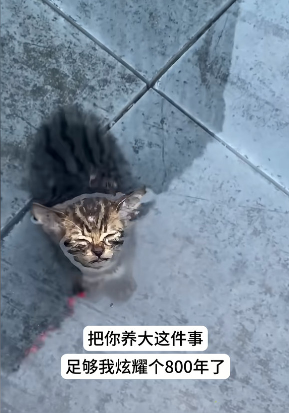 你的猫好像泡发了