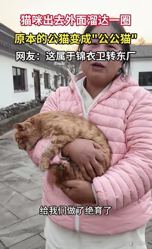 橘猫的“小区奇遇记”由“锦衣卫”直接变“公公”一只橘猫出门溜达本想着在小