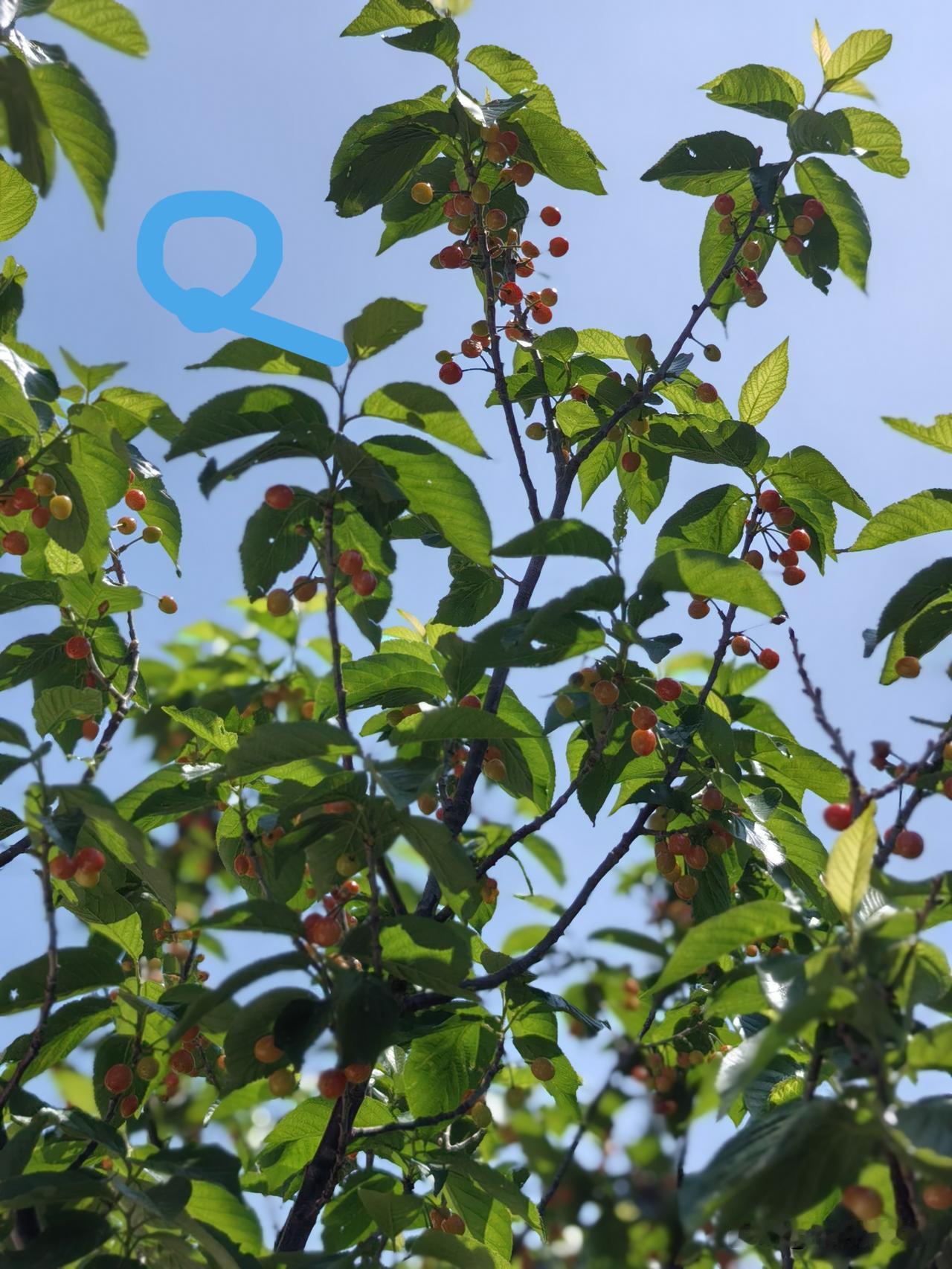 在草木灰上直接种果树怎么样?可以，我这样栽过。不可以，草木灰不可太厚，我也