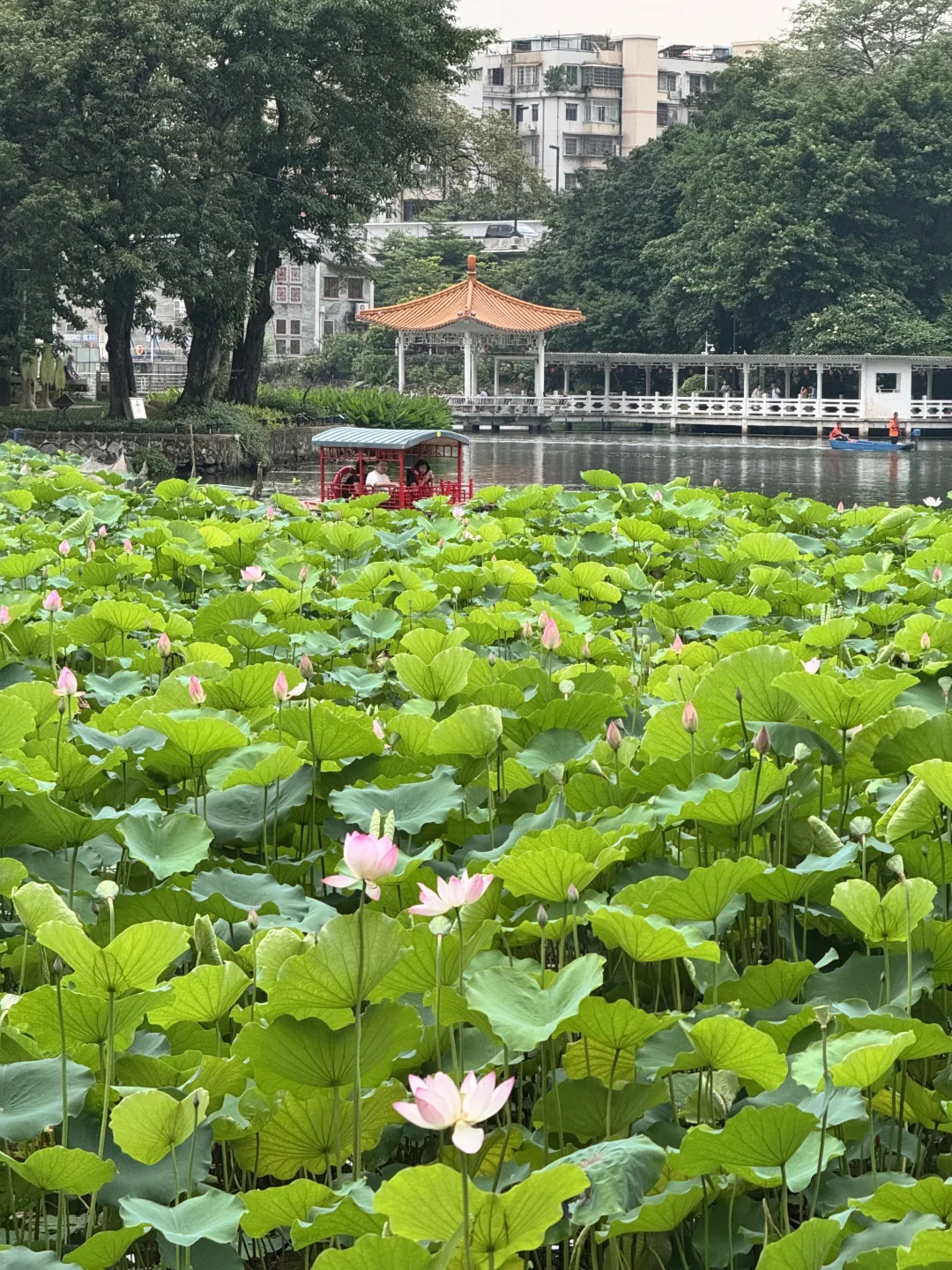 5.23实况🪷广州这个西关风情公园的荷花开了