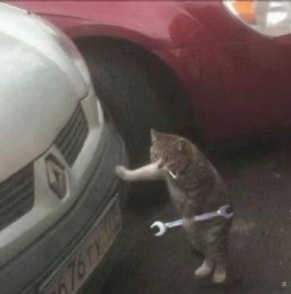 小猫咪也要打工拧螺丝呀