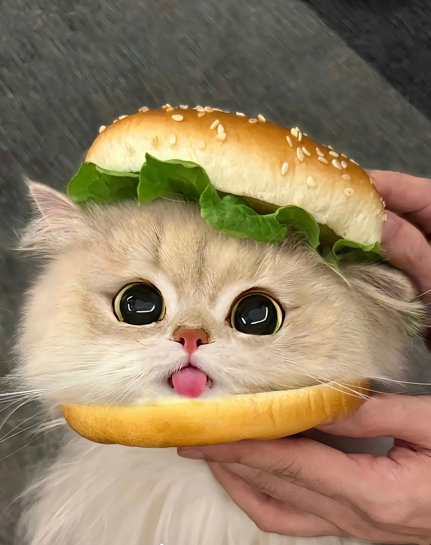 “我可以成为你的美味猫堡吗”​​​