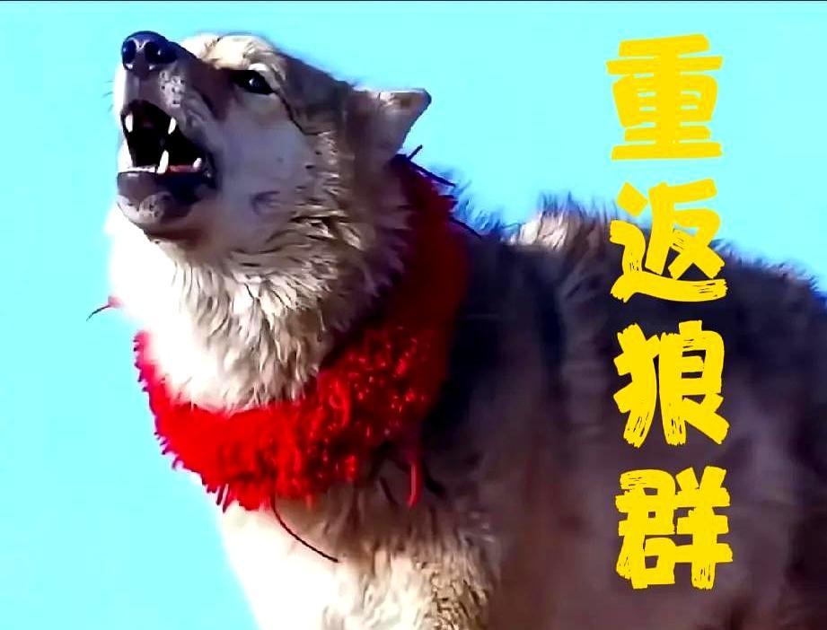 2010年，李微漪在若尔盖捡回一只5天大的小狼崽，取名格林。城里养仨月，狼崽眼里