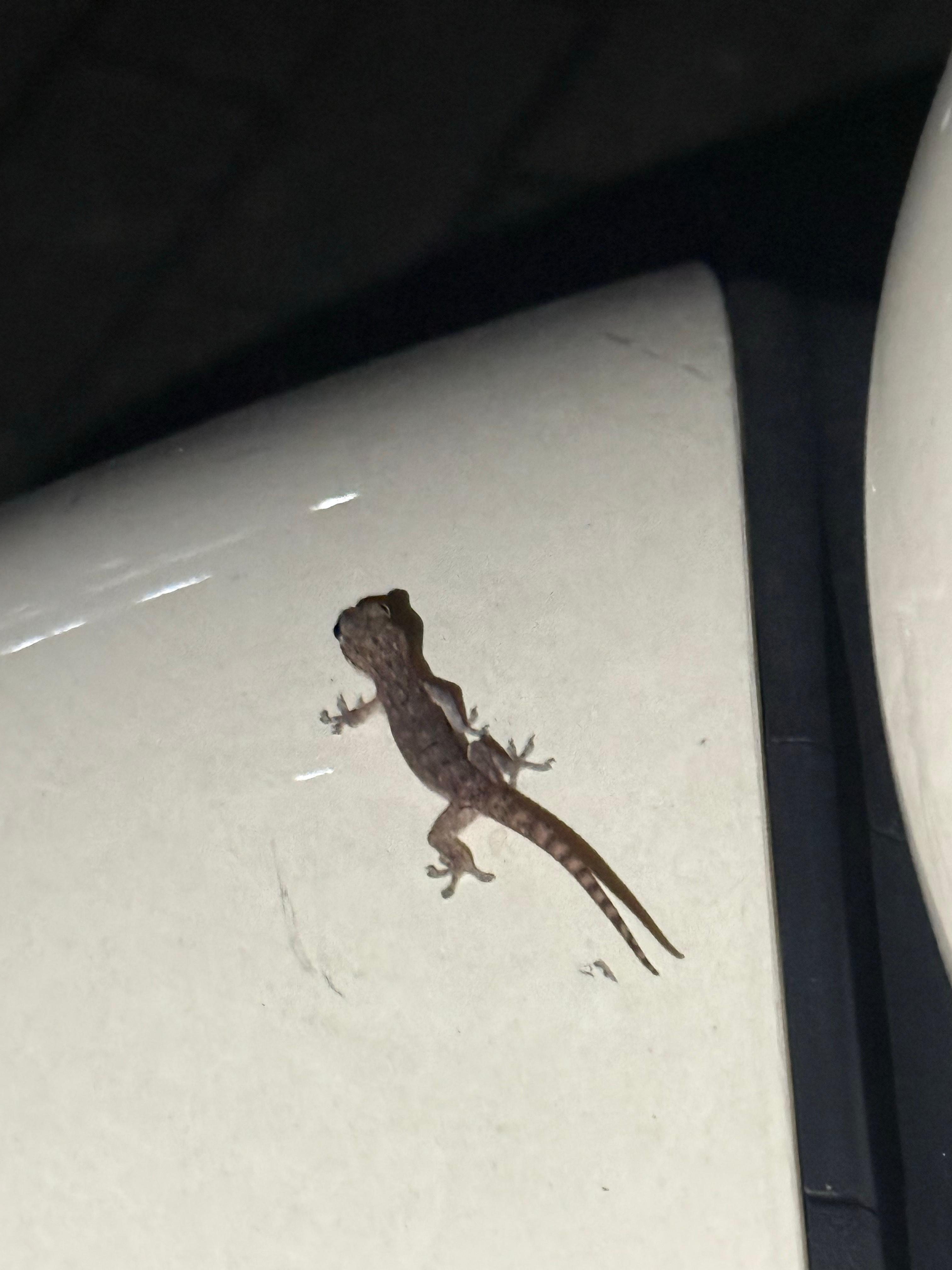 虽然你是益虫虽然你陪我加班但……我是真害怕你呀壁虎🦎先生[哭哭][哭哭]​​​