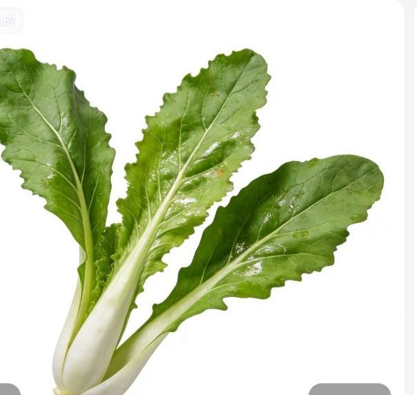 既然写什么都不火，看别人发了一张油菜叶子的图片，火的一塌糊涂。那我也写写一个叶子