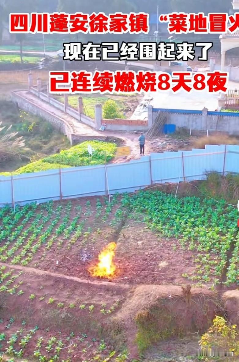 这是什么火，近日在四川南充蓬安徐家镇的一所菜地，突然冒出来一团明火，连烧了近10