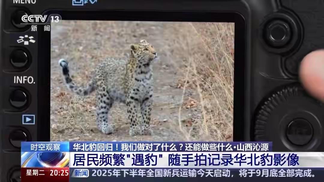 山西沁源沁河镇一村民遭遇豹经历：该村民是一名摄影爱好者，7月15日，去花坡摄影，