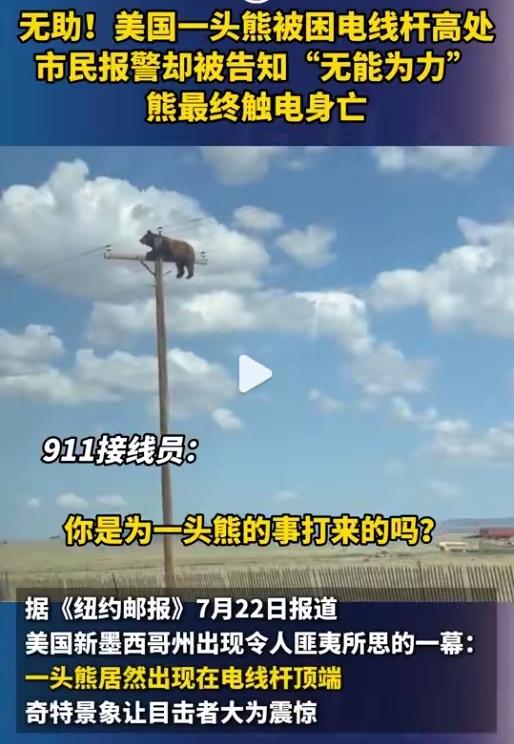 当年“四大名著”的神话被这只熊撕得粉碎。同样的电线，同样的故事版本。老版的“