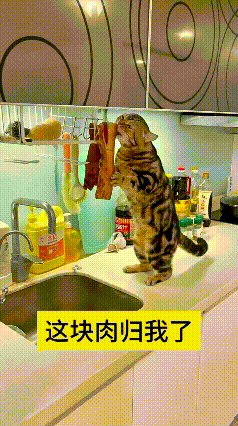 看到这个视频，瞅瞅主人家的小猫咪，真是又淘气又可笑。主人特意挂厨房准备晾晒的腊