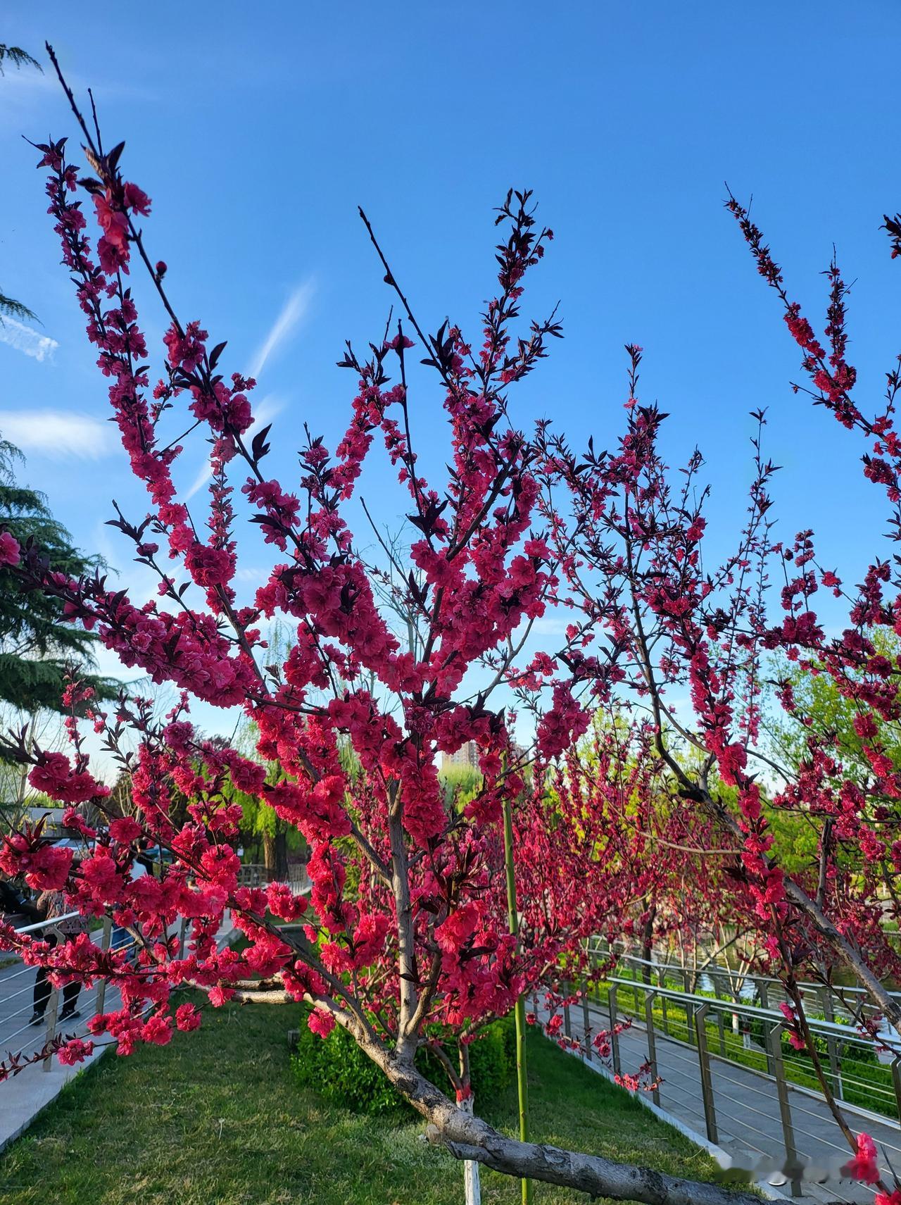 今日赏花，随手拍。扑面的风还是凉的，枝头却早已按捺不住。一点一点，一簇一簇，粉的