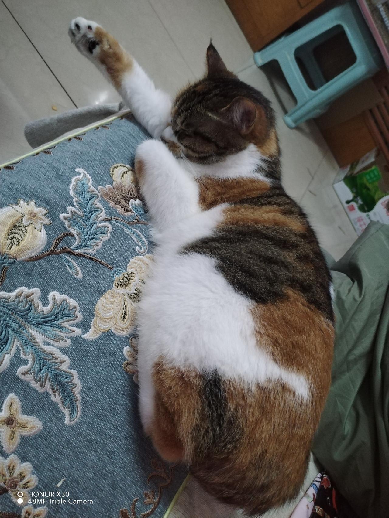 分享一张你家小猫咪的照片