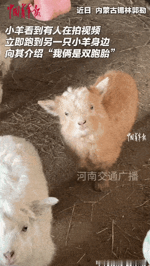 实在太可爱了！内蒙古锡林郭勒，一名女子去羊圈里看羊，随手拿起手机想拍一只小羊，结