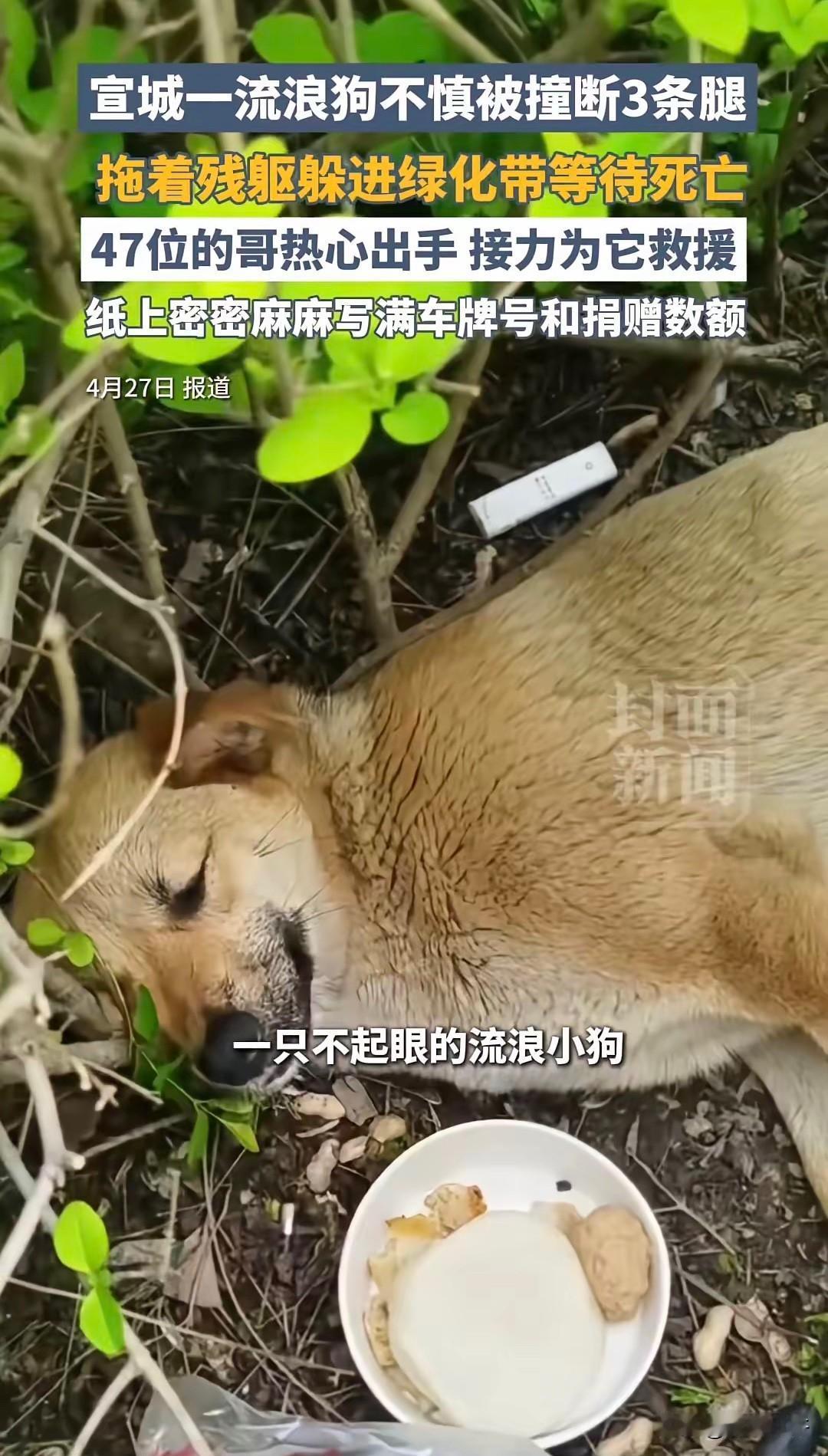 “暖了一座城！”宣城高铁站，一条流浪狗被撞断3条腿，拖着残躯，悄悄钻进草丛默默等
