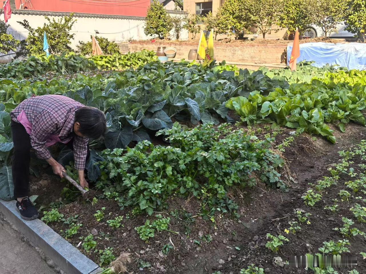 一得斋：父亲的那块菜园地时令进入初冬，父亲菜园地里的菜品又变