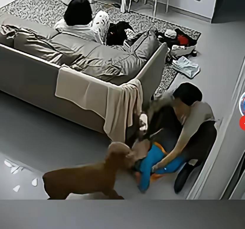 广西一个家庭中养了5年的狗，突然攻击家里只有9个月大的婴儿，幸亏婴儿的奶奶眼疾手