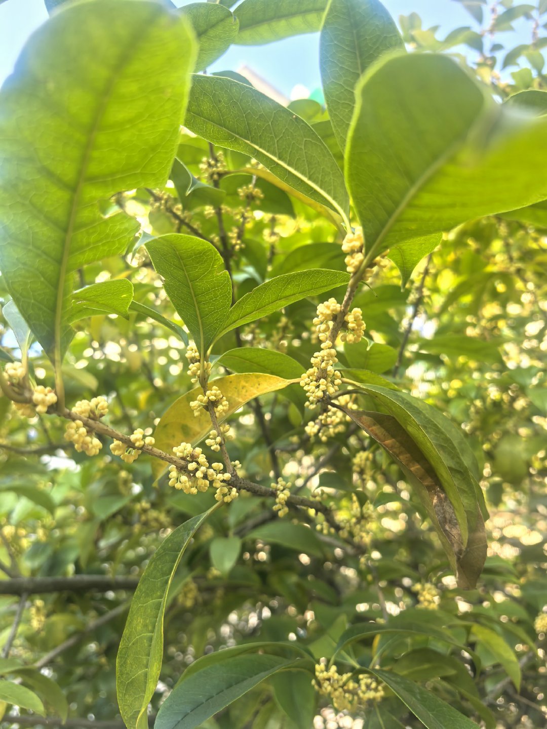 又是一年桂花香的时候，满城都飘着这香味生活手记桂花​​​