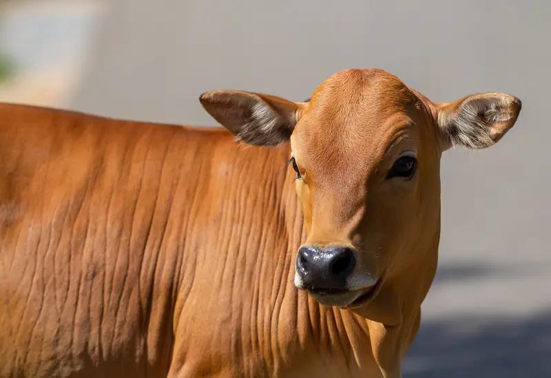 2026年4月，陕西榆林清涧县发生了一件揪心事儿。刘先生养了近3年、重800斤的