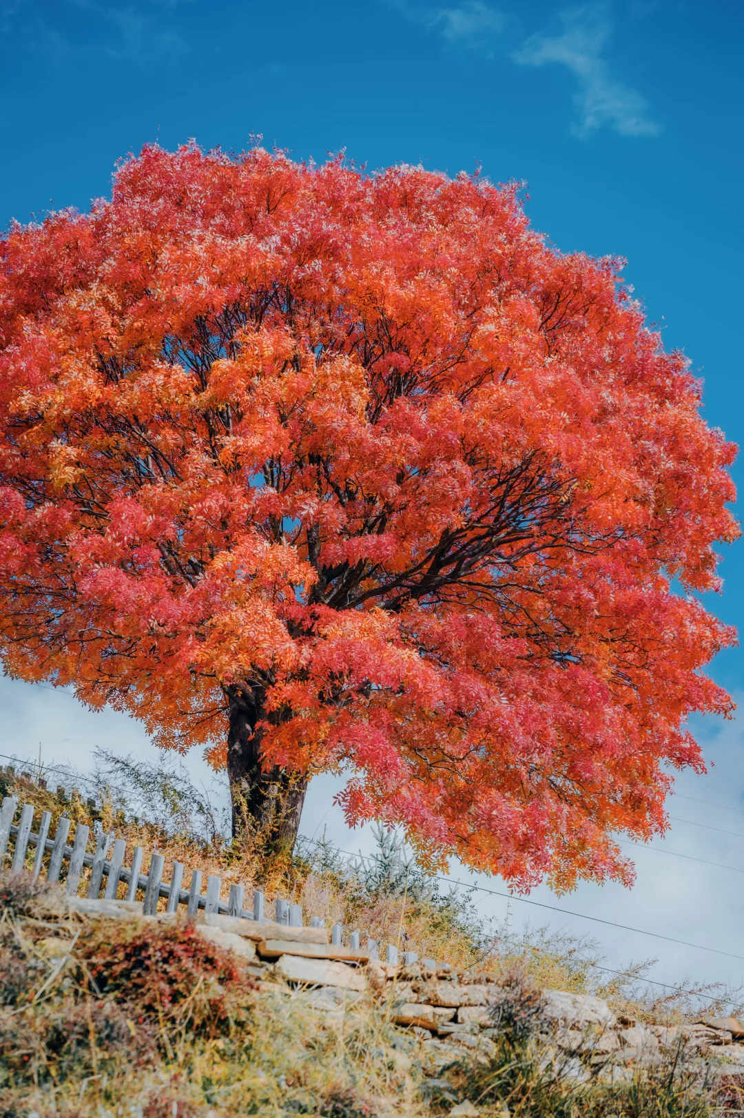 川西名副其实的彩林