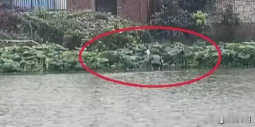 这事儿发生在吉林长岭，农民老杜在自家稻田里养鱼，为了安全，他在田边立了警示牌，提