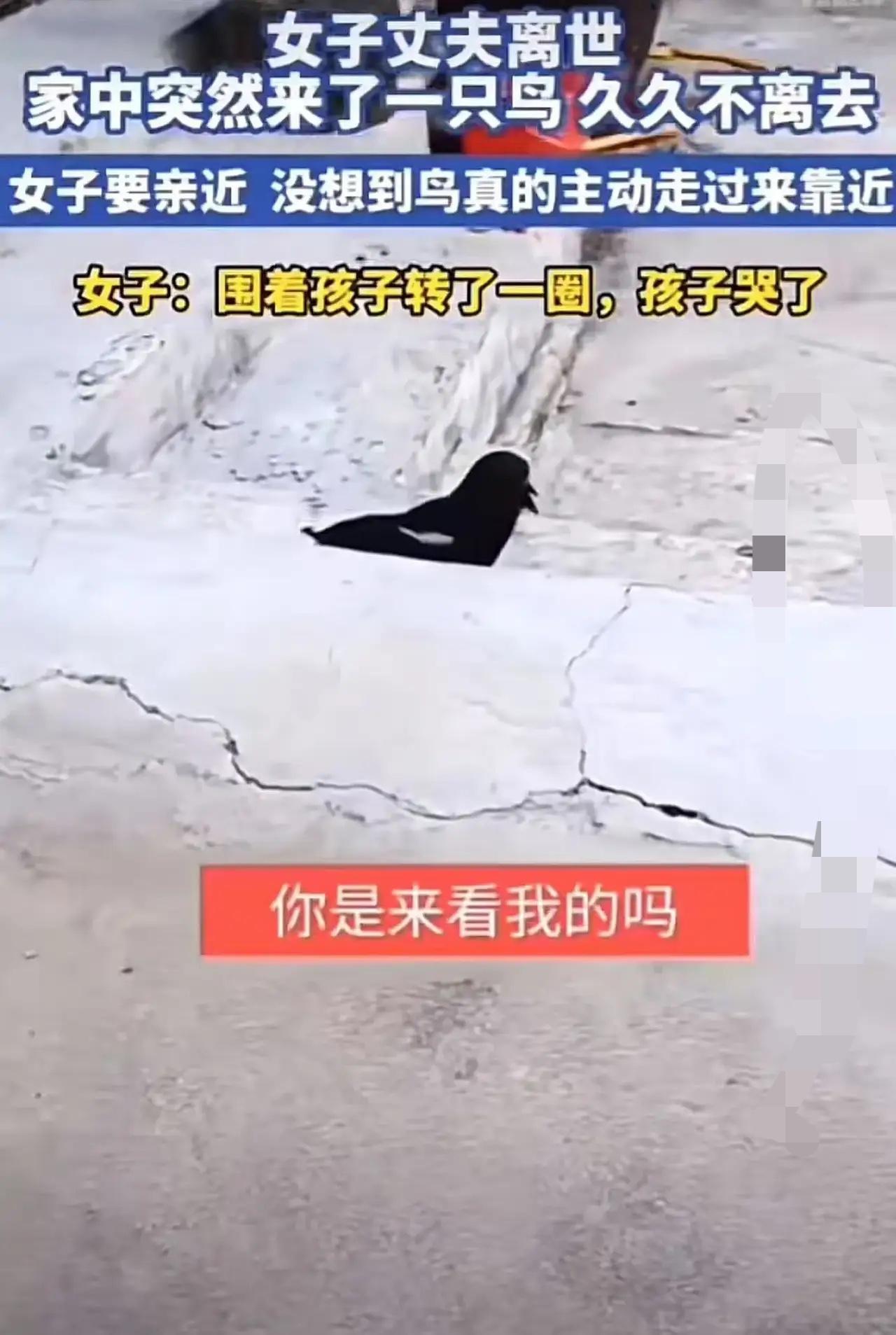 “这下彻底解释不清楚了！”山东，女子丈夫离世，家中突然来了一只鸟，久久不离去！更