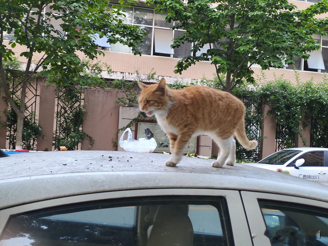 不文明投喂流浪猫可以使自己长寿吗现在流浪猫被爱猫人士惯的简直没样子了。这是我在