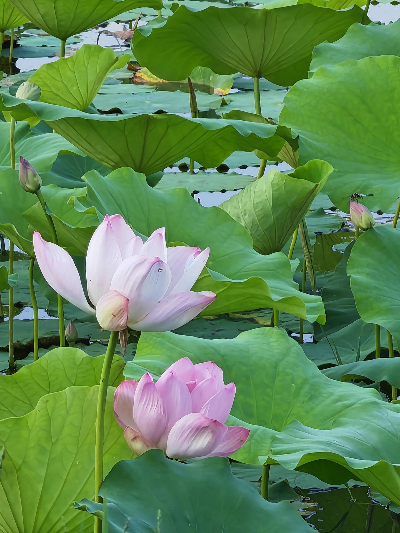 后燕皇帝慕容垂年过六旬，将政务交太子慕容宝处理，自己只管大事。这种安排有利于
