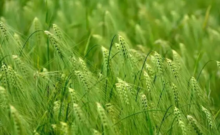 青稞是裸口感最差的粮食，没有之一，上世纪70年代，西藏地区曾尝试推广小麦种植，很