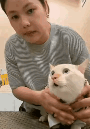 好端端在家逗猫，谁能想到下一秒就被狠狠咬脸？大姐抱着自家养大的猫咪，看它不安分就