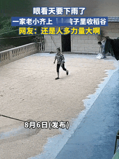 太真实了！四川宜宾，一户农家在院里晒上千斤稻谷，结果天气突变，眼看就要下大雨，一