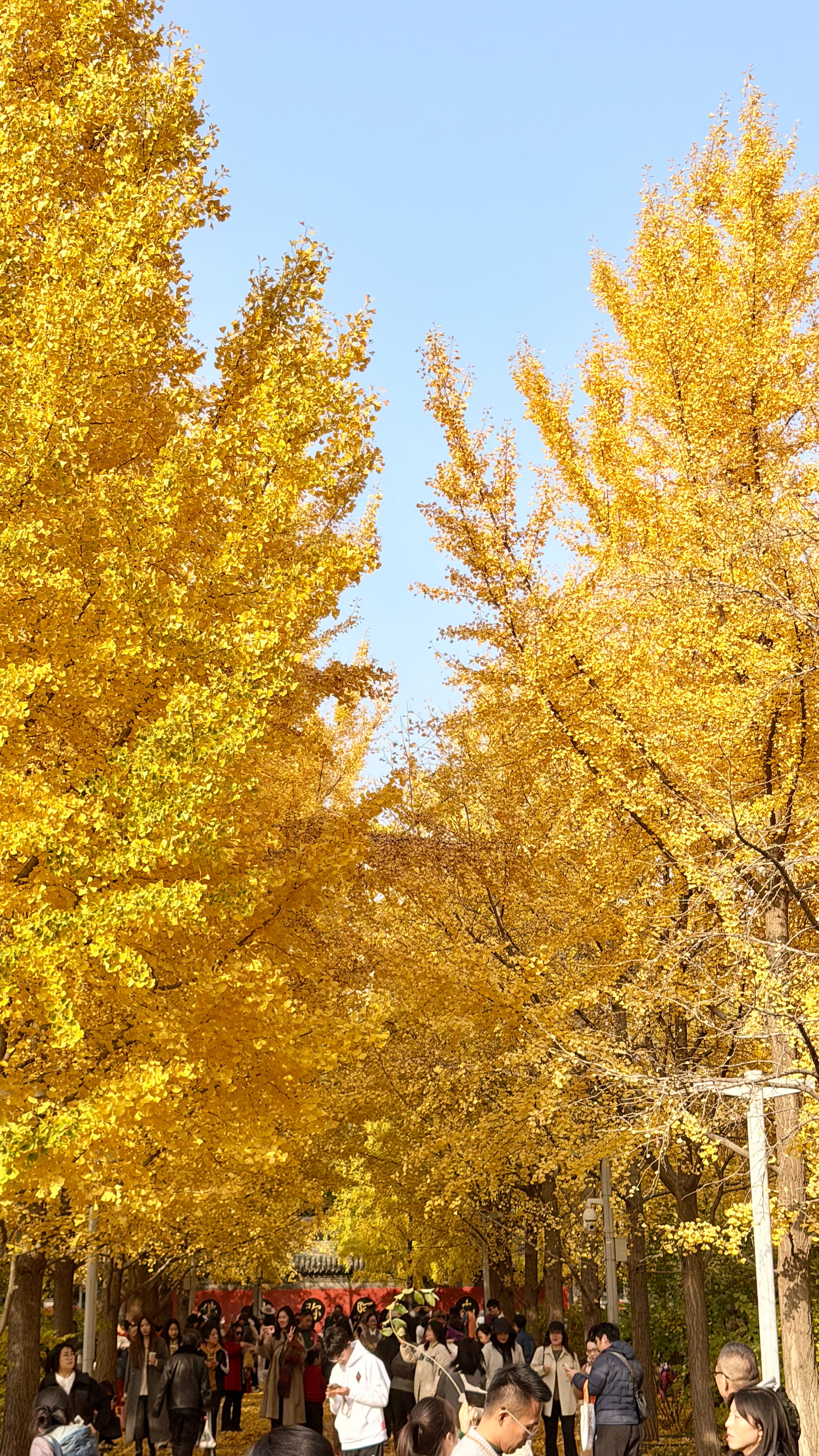 这周末能明显感觉到北京的金色秋天已经落幕了🍂非常庆幸自己在北京最美的季节去了很