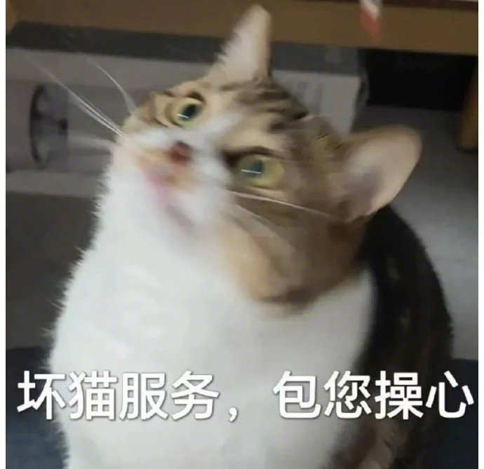 超可爱傲娇小猫表情包​​​