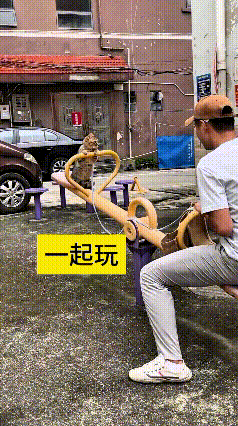 我看了好几遍这个视频，这人在楼下健身区跟小猫一块玩跷跷板。这人往下一压，小猫那头