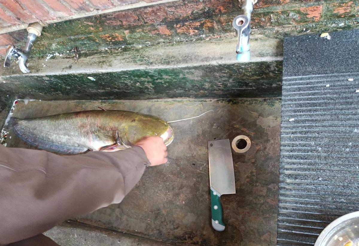 鱼比人还大，一甩尾掀起来的水花糊了满脸。我网里捞上来的，不是饭，是命。手一松