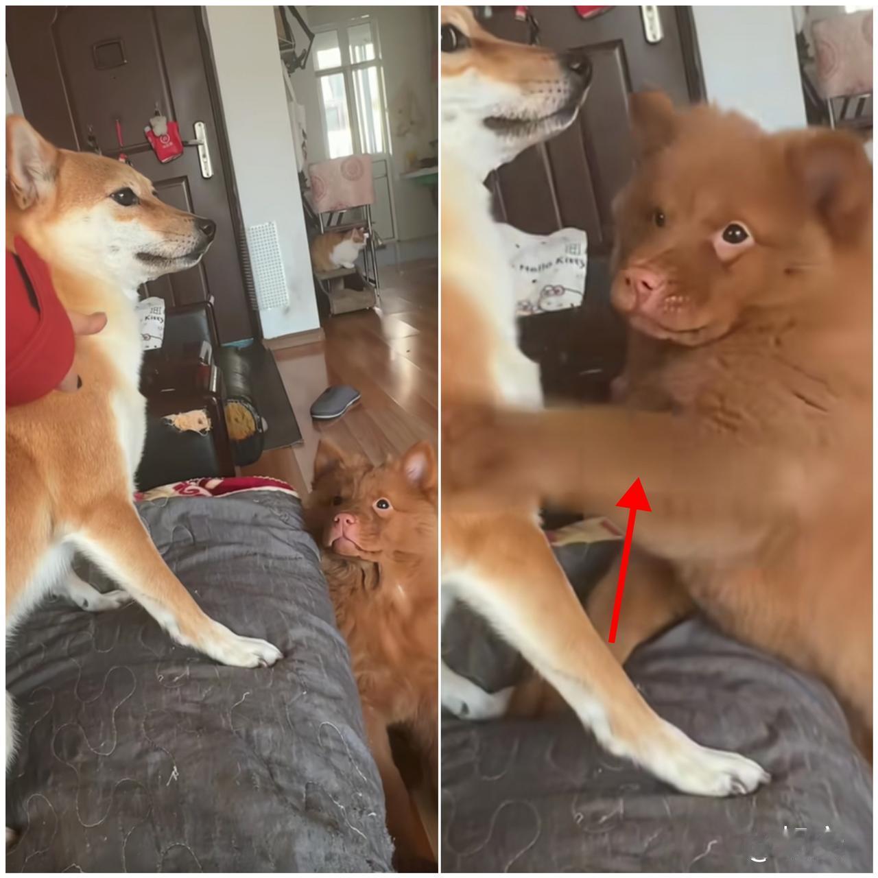 江苏一女子训咬坏沙发的柴犬，旁边五红犬的反应直接笑喷全网！柴犬全程摆烂装听