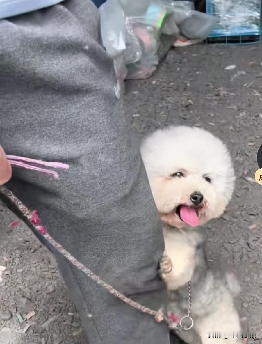 第一次带毛孩子去菜市场时，它胆子极小，生怕主人会把自己卖掉，紧紧抱住主人的腿，死