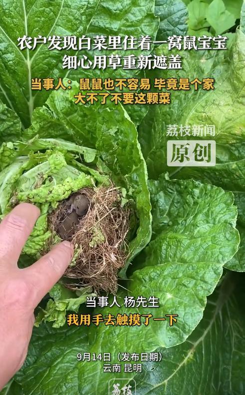 不知道大家还记不记得“四害”，在上个世纪，这四种动物那可是人人喊打，即使放到现在