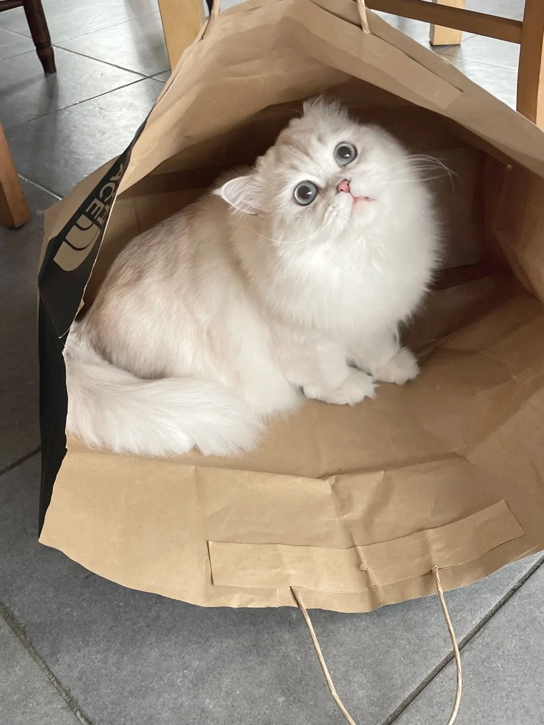 小猫咪超喜欢牛皮纸袋