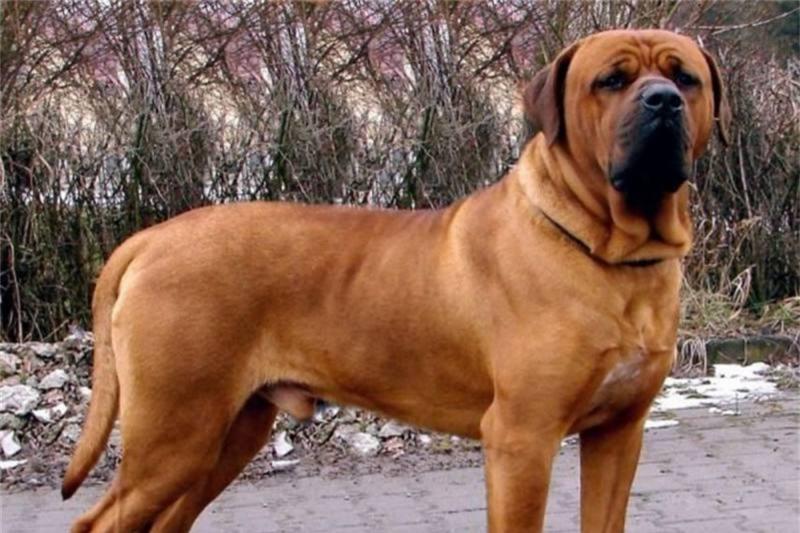 十大恶犬排名_十大恶犬排名介绍图(2)