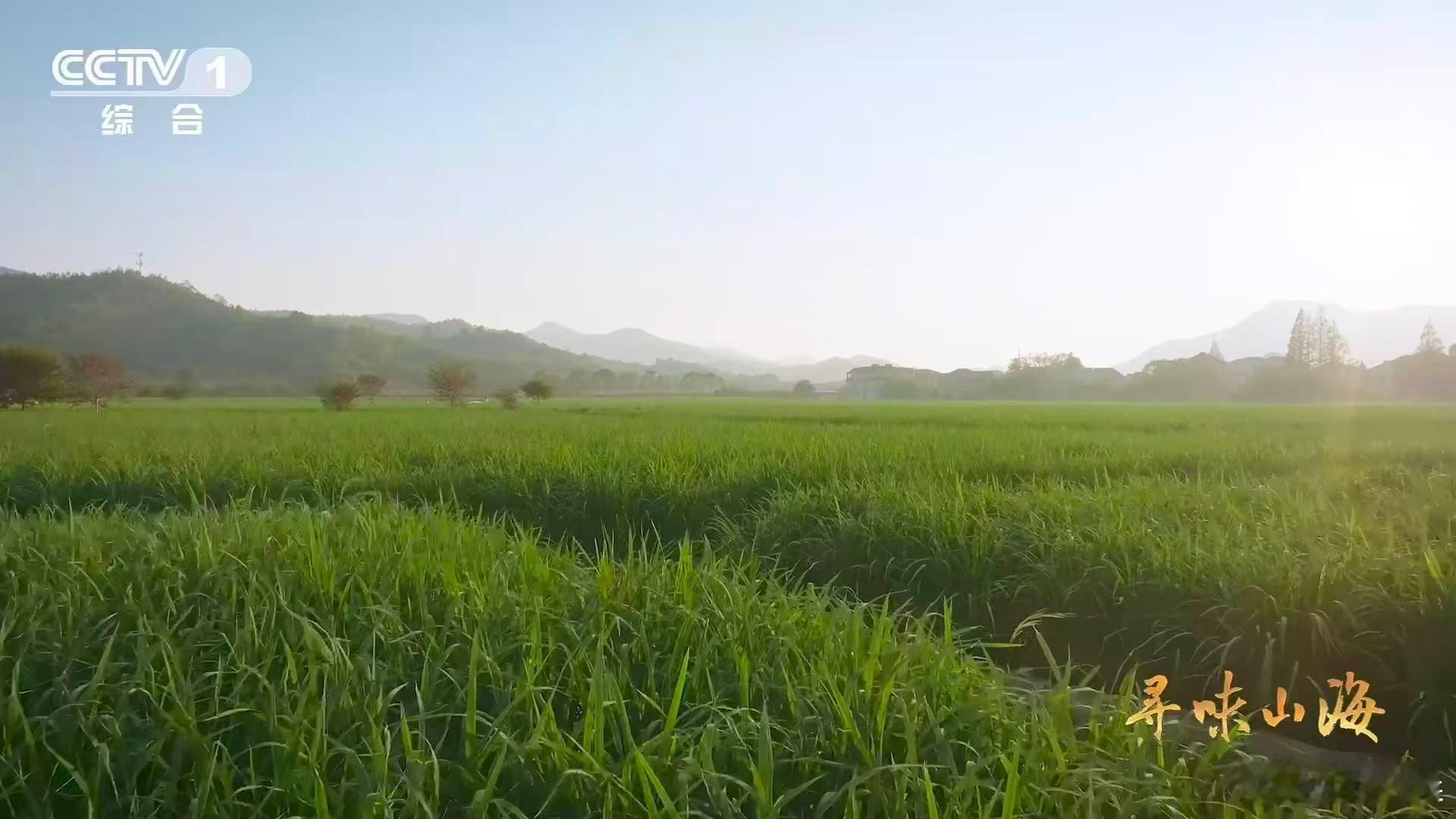 茭白居然和大米是亲戚茭白原本是古人吃的粮食水八仙里的德清茭白，竟是谷物“变身”
