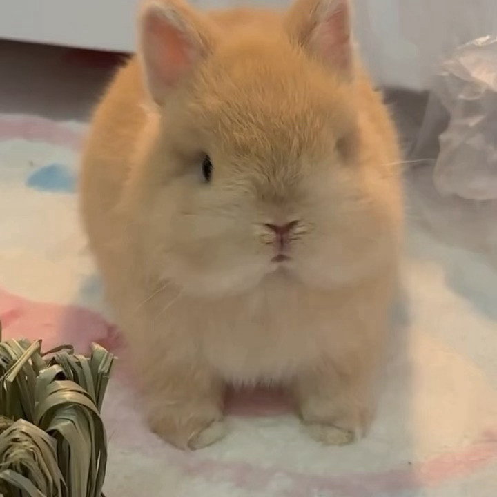兔子进食(๑ᵔ⤙ᵔ๑)
