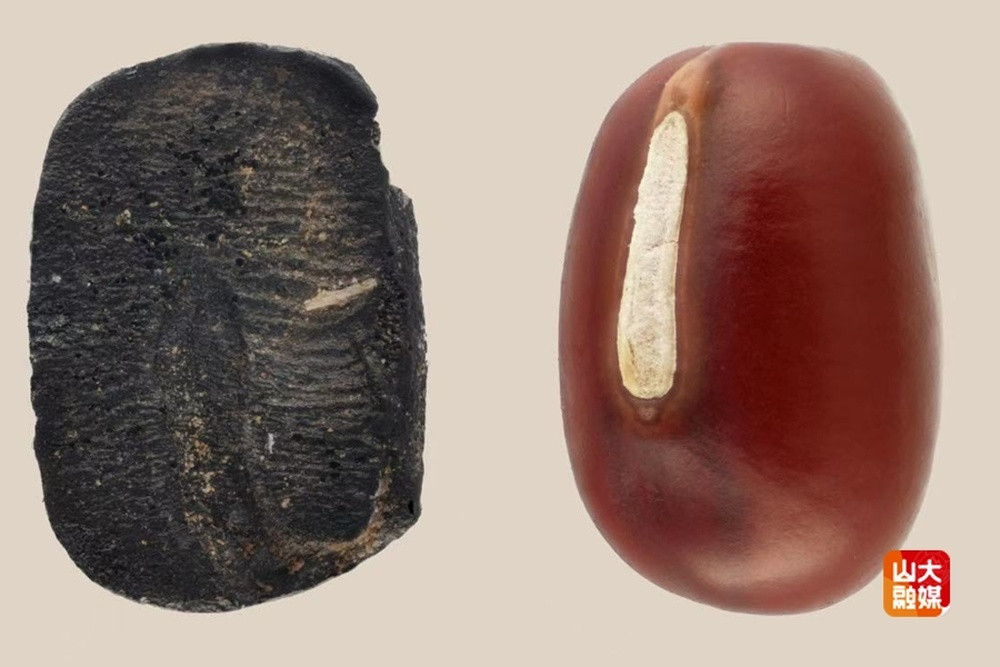 山东发现距今9000年前炭化小豆遗存